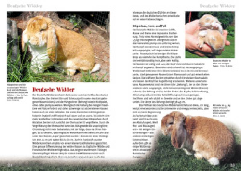 Preview: Rassekaninchen